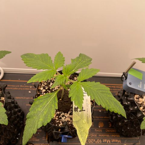 Gorilla Cookies Auto growlog photo: #2