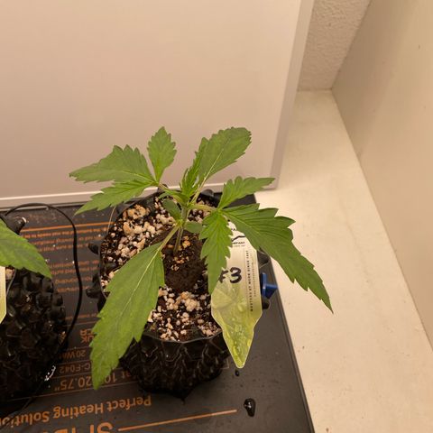 Gorilla Cookies Auto growlog photo: #3