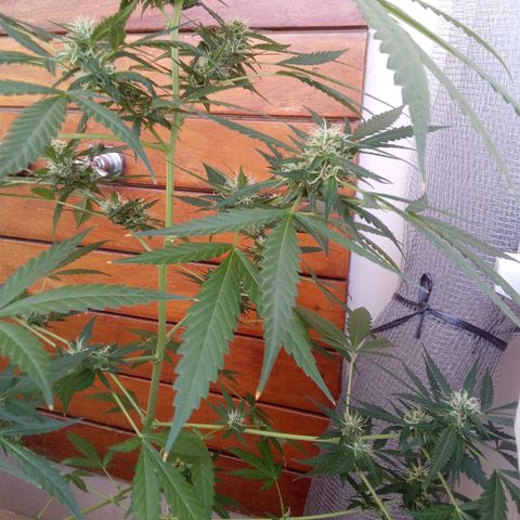 24kGold growlog timeline photo