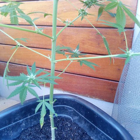 24kGold growlog timeline photo