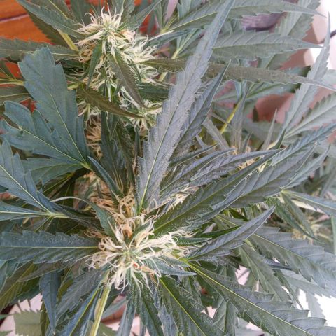 24kGold growlog timeline photo