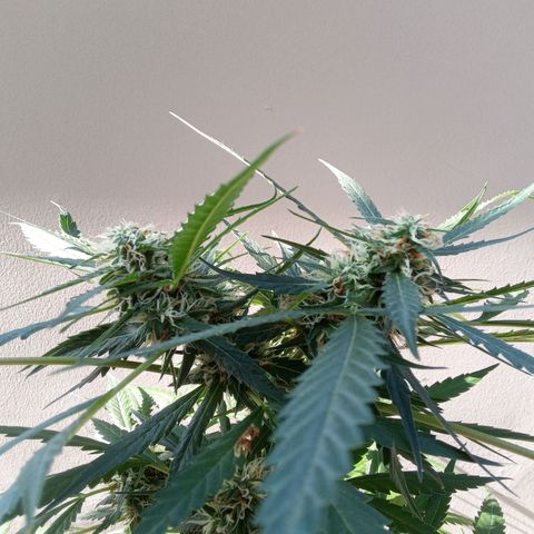 24kGold growlog timeline photo