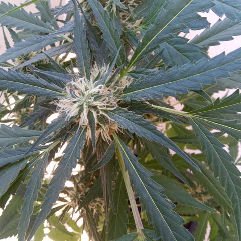 24kGold growlog timeline photo