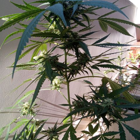 24kGold growlog timeline photo