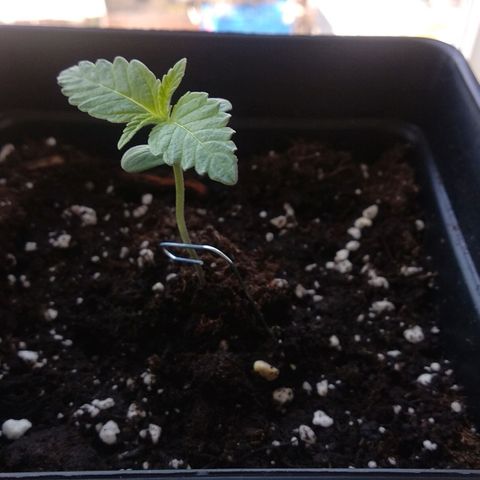 Genética desconocida growlog timeline photo