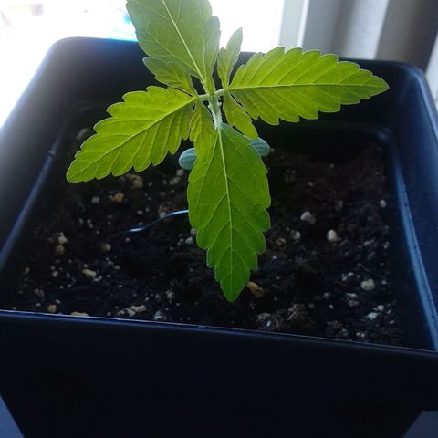Genética desconocida growlog timeline photo