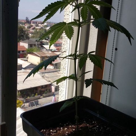 Genética desconocida growlog timeline photo
