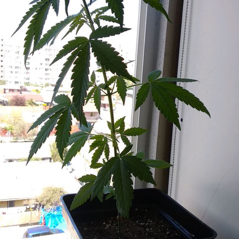 Genética desconocida growlog timeline photo