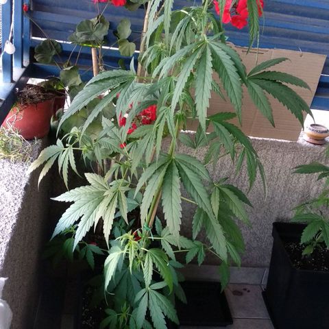 Genética desconocida growlog timeline photo