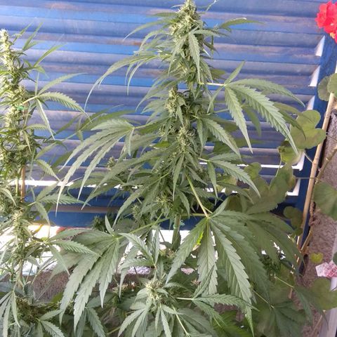 Genética desconocida growlog timeline photo