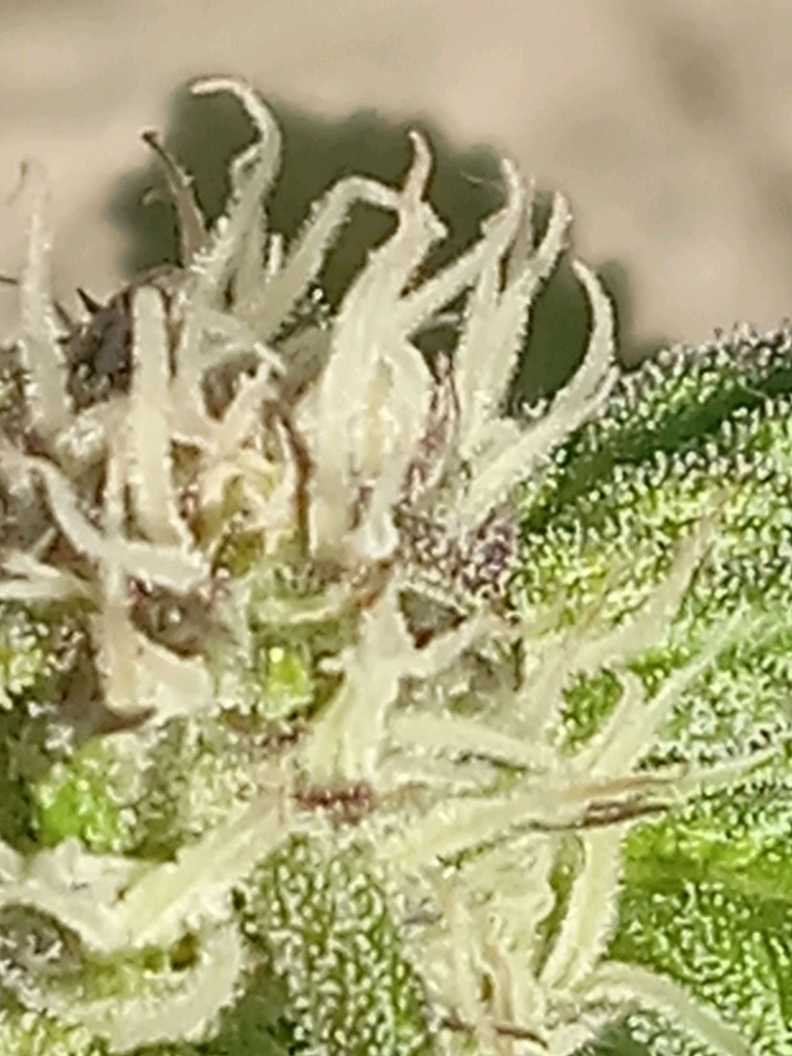 Picasso growlog header