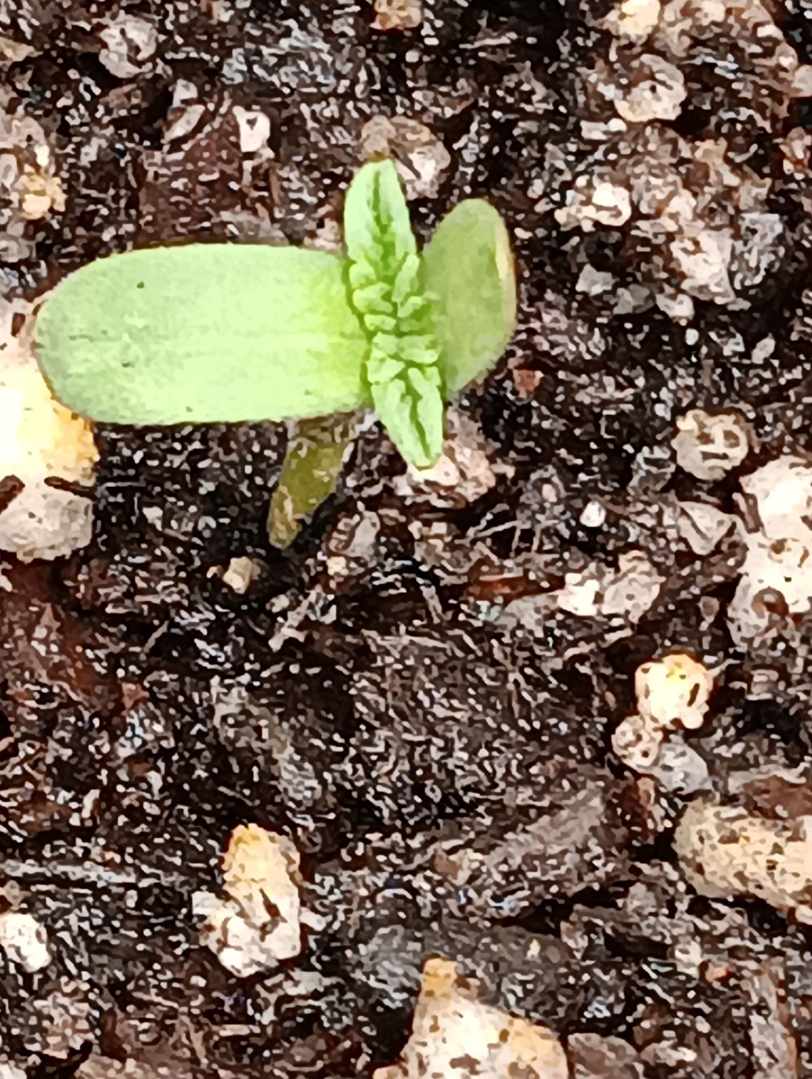 Gelato Fem (1st breeding) growlog header