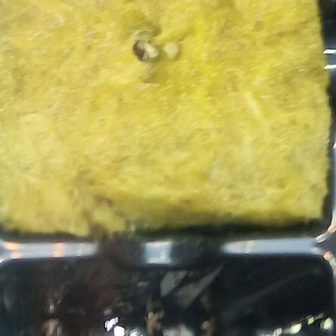 Og kush×5 kind seeds growlog photo: Og4