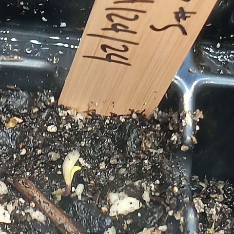 Og kush×5 kind seeds growlog photo: Og5