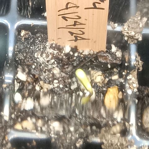 Og kush×5 kind seeds growlog photo: Og4