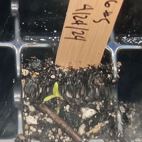 Og kush×5 kind seeds growlog photo: Og1, og4, og5