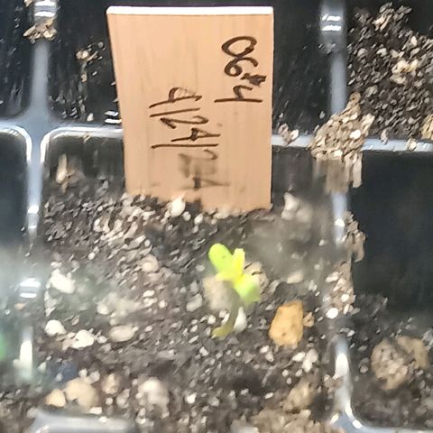 Og kush×5 kind seeds growlog photo: Og1, og4, og5