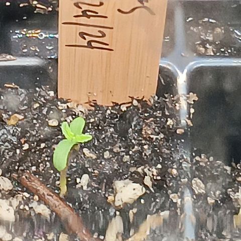Og kush×5 kind seeds growlog photo: Og5