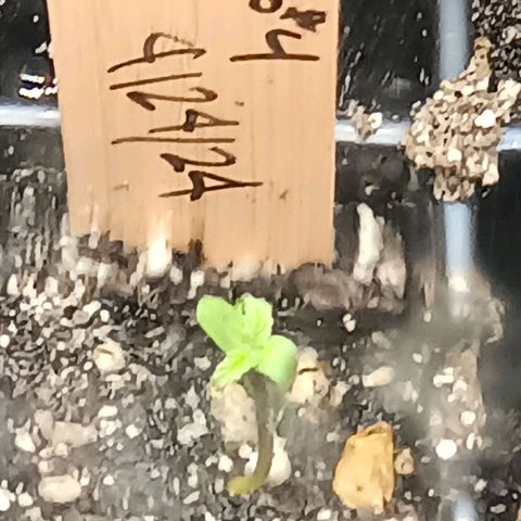 Og kush×5 kind seeds growlog photo: Og4