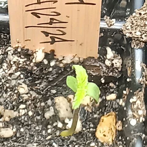 Og kush×5 kind seeds growlog timeline photo