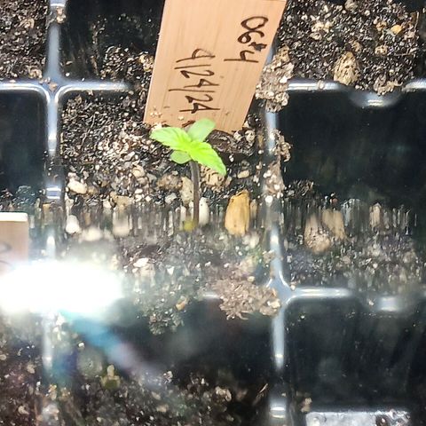 Og kush×5 kind seeds growlog timeline photo