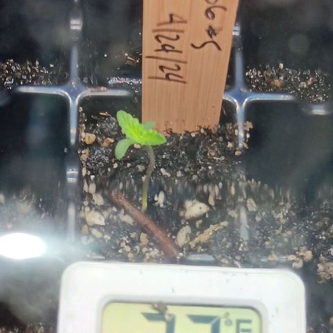 Og kush×5 kind seeds growlog timeline photo