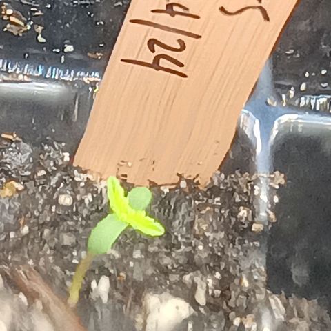 Og kush×5 kind seeds growlog timeline photo