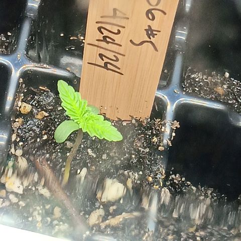 Og kush×5 kind seeds growlog timeline photo