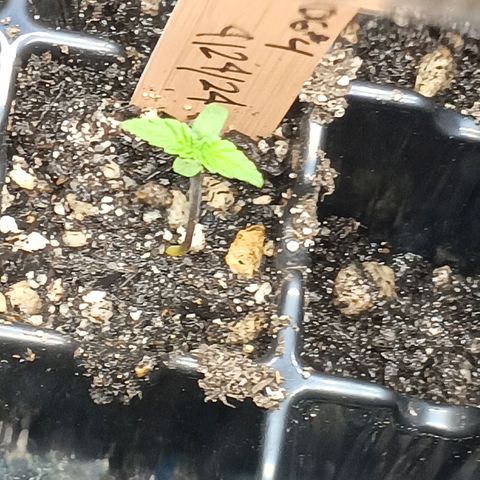 Og kush×5 kind seeds growlog timeline photo
