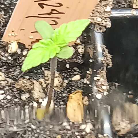 Og kush×5 kind seeds growlog timeline photo
