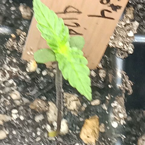Og kush×5 kind seeds growlog timeline photo