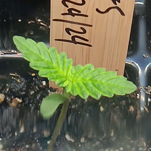 Og kush×5 kind seeds growlog timeline photo
