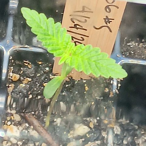 Og kush×5 kind seeds growlog timeline photo