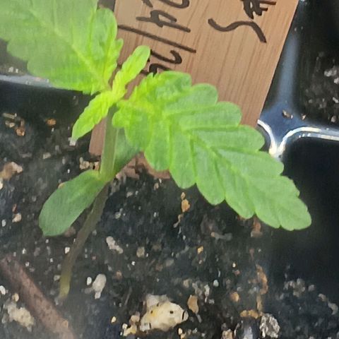Og kush×5 kind seeds growlog timeline photo