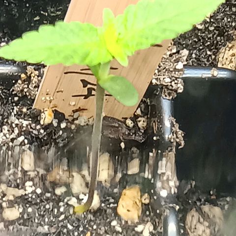 Og kush×5 kind seeds growlog timeline photo