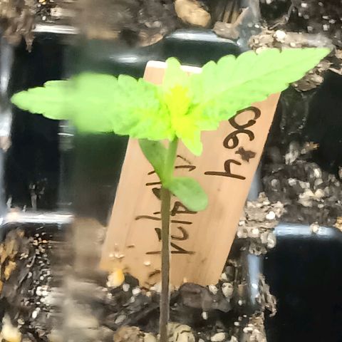 Og kush×5 kind seeds growlog timeline photo