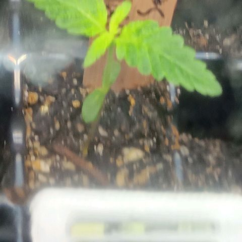 Og kush×5 kind seeds growlog timeline photo