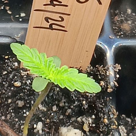 Og kush×5 kind seeds growlog timeline photo