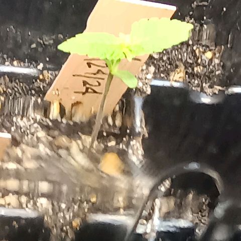 Og kush×5 kind seeds growlog timeline photo