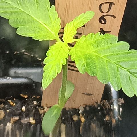 Og kush×5 kind seeds growlog timeline photo