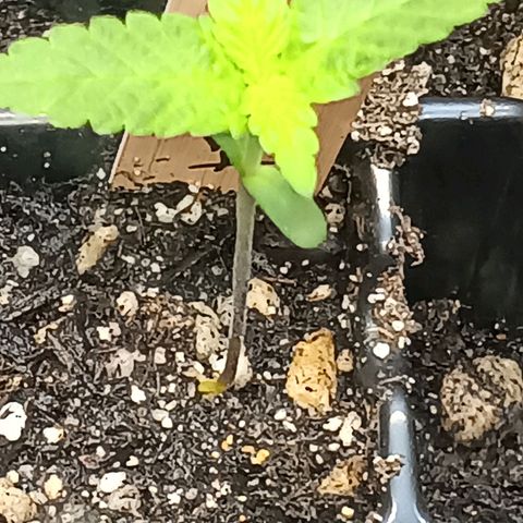 Og kush×5 kind seeds growlog timeline photo