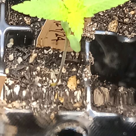 Og kush×5 kind seeds growlog timeline photo