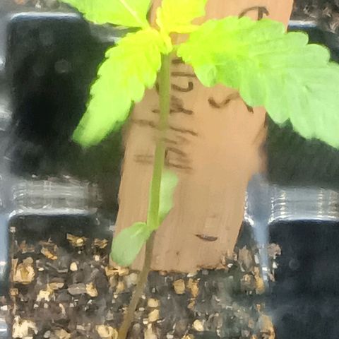 Og kush×5 kind seeds growlog timeline photo