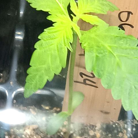 Og kush×5 kind seeds growlog photo: Og5 got watered again.