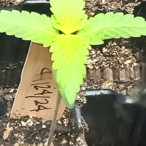 Og kush×5 kind seeds growlog timeline photo