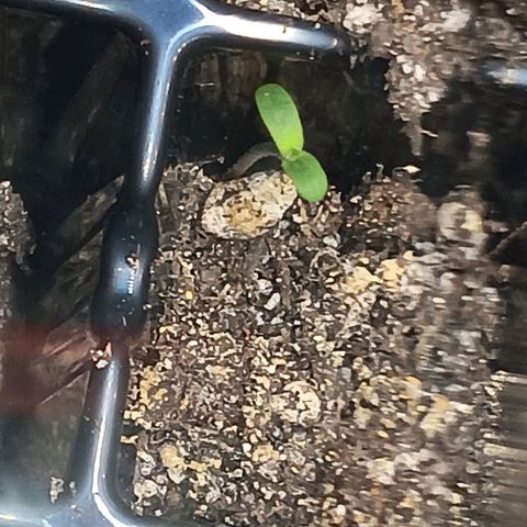 Og kush×5 kind seeds growlog timeline photo