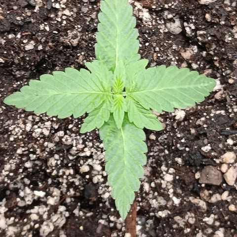 Og kush×5 kind seeds growlog timeline photo