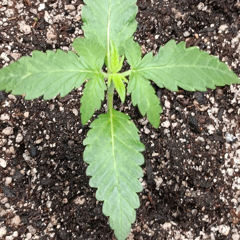 Og kush×5 kind seeds growlog timeline photo