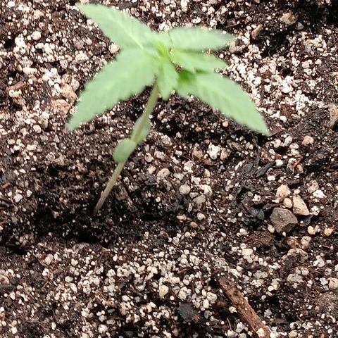 Og kush×5 kind seeds growlog timeline photo