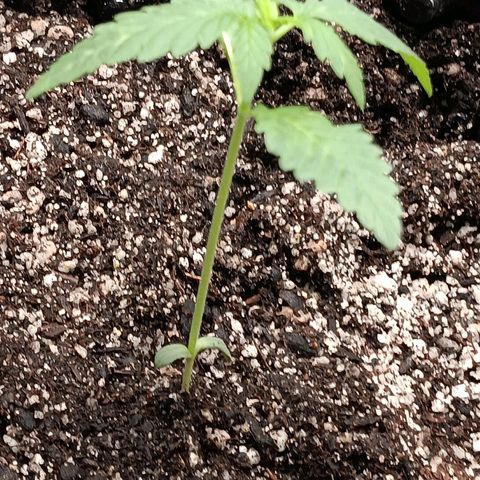 Og kush×5 kind seeds growlog timeline photo